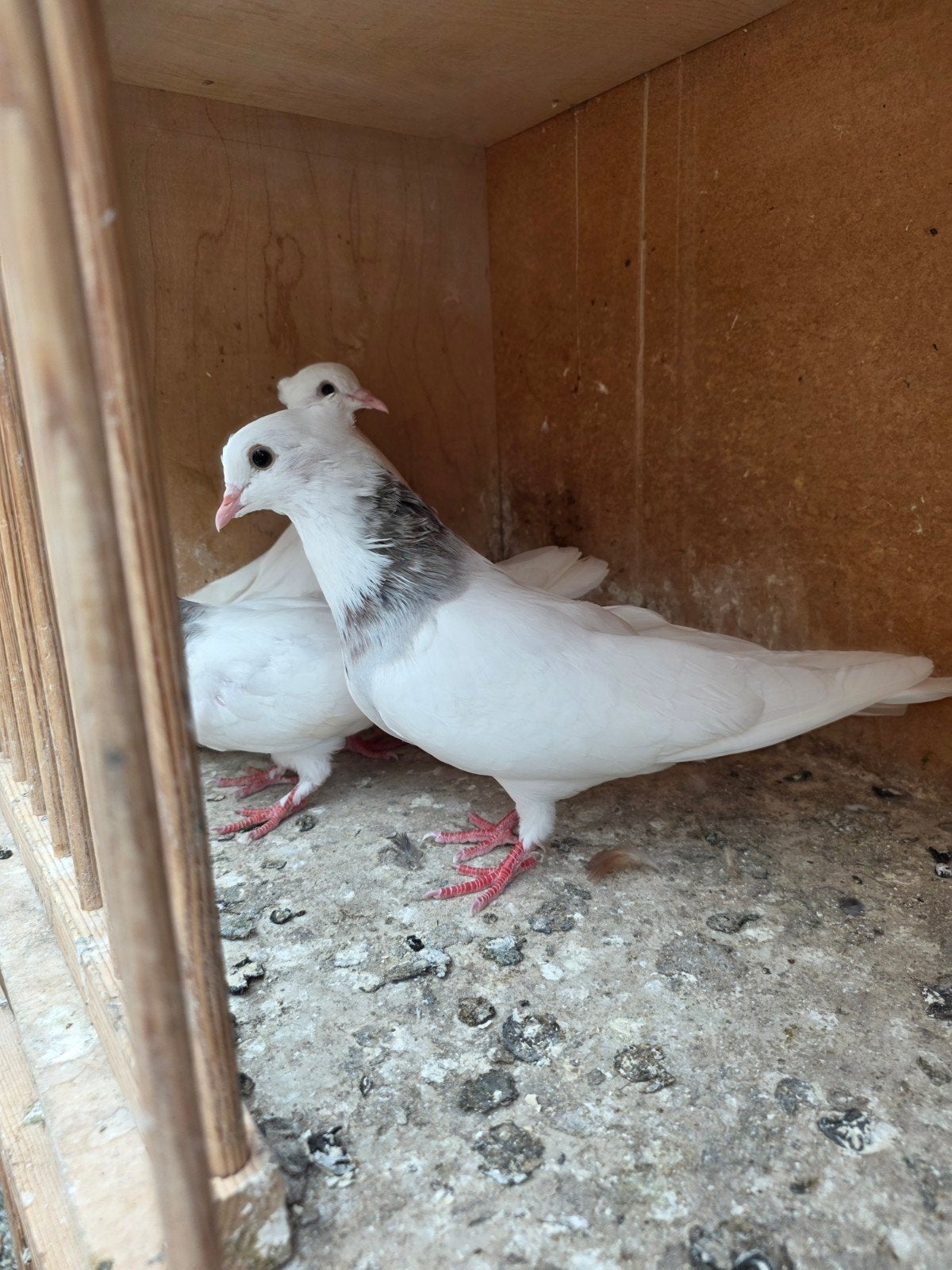 2 toghi ras soror 1bruin, Dieren en Toebehoren, Vogels | Duiven