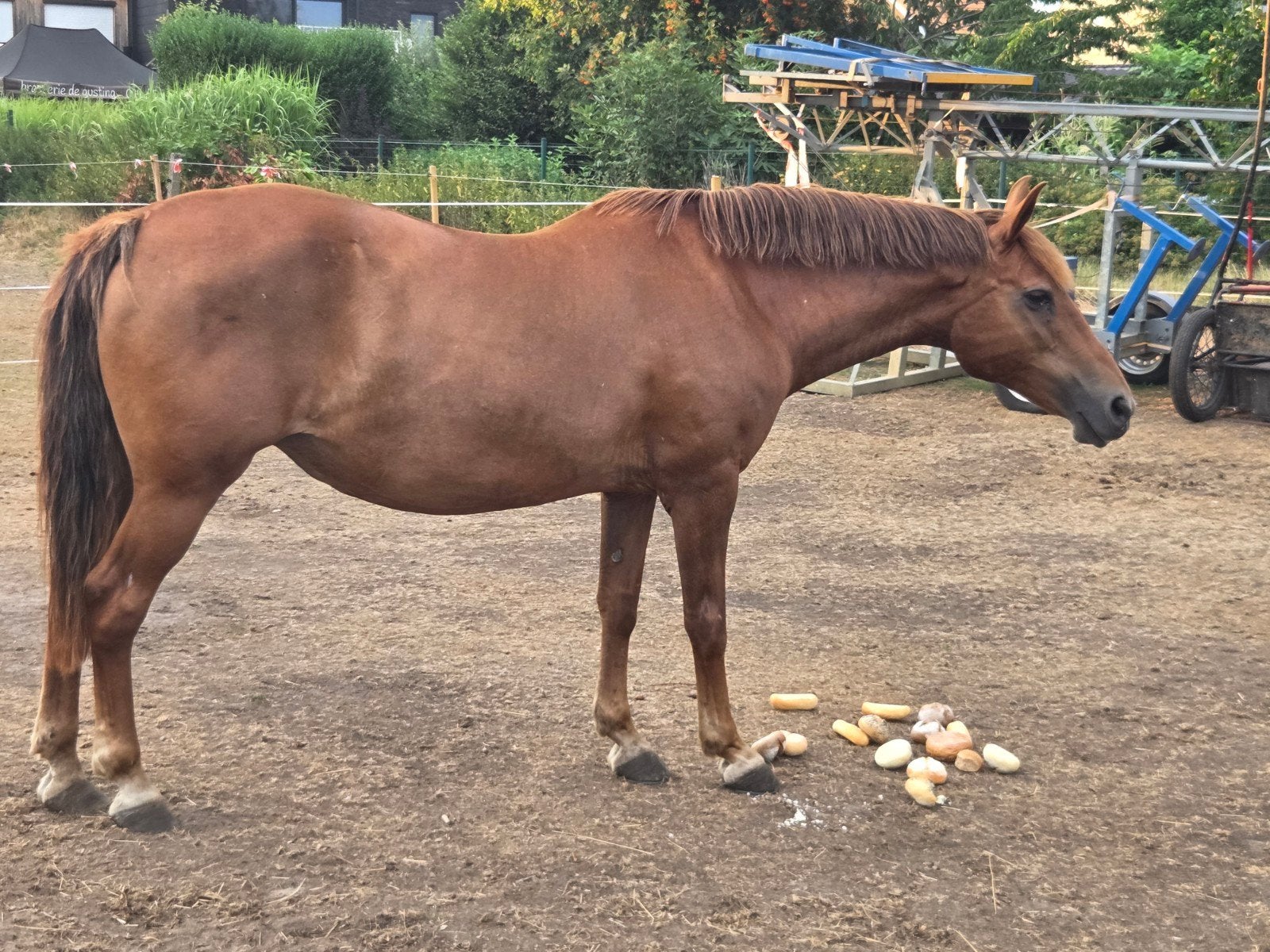 merry 17 jaar  zoekt nieuwe thuis, Dieren en Toebehoren, Paarden, Merrie, B