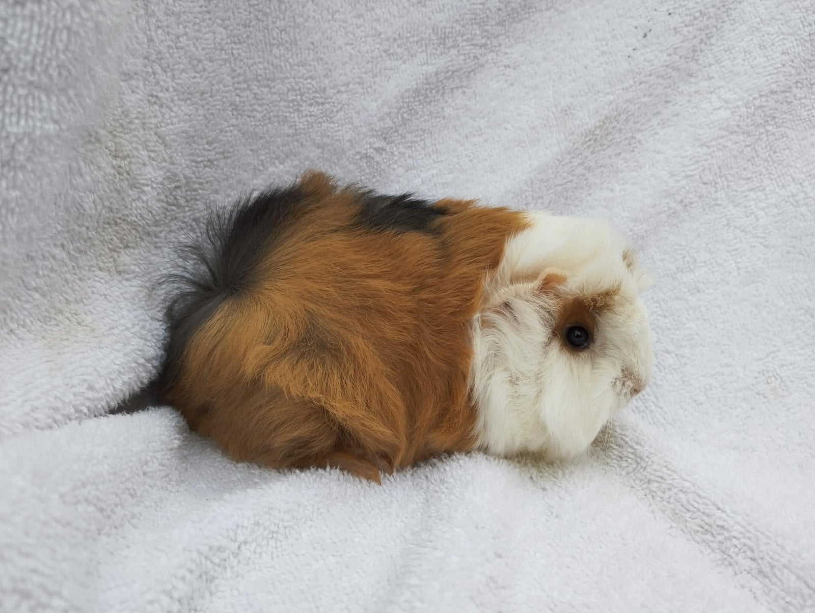Peruviaan cavia, Dieren en Toebehoren, Augustus, Cavia