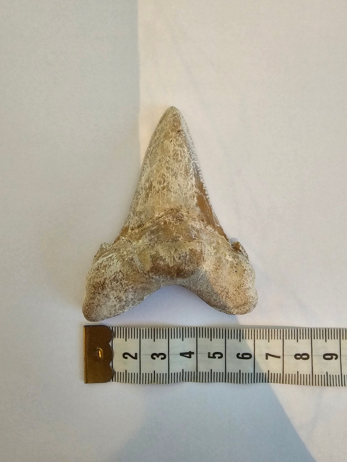 Otodus Sokolovi tand!, Ophalen of Verzenden