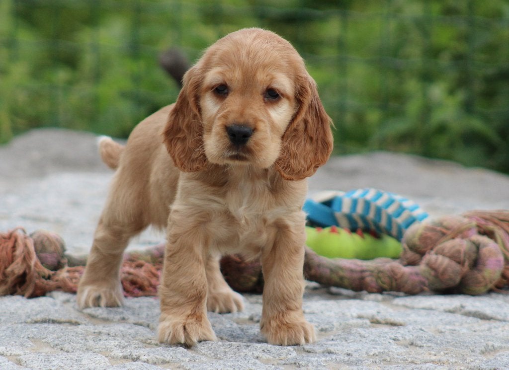 Engelse Cocker pups, Dieren en Toebehoren, België, CDV (hondenziekte), 8 tot 15 weken, Teef