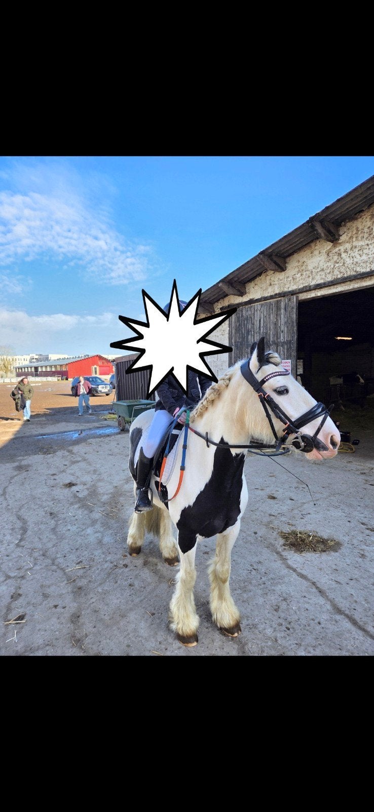 tinker pony, Animaux & Accessoires, Poney C (1.27 m à 1.37m), Avec puce électronique, Hongre, Débourré