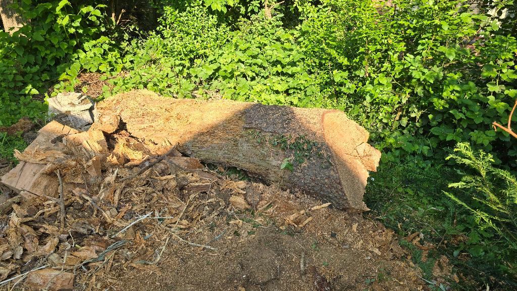 Boomstam om weg te geven — ideaal brandhout, Minder dan 3 m³, Ophalen, Overige houtsoorten, Stammen