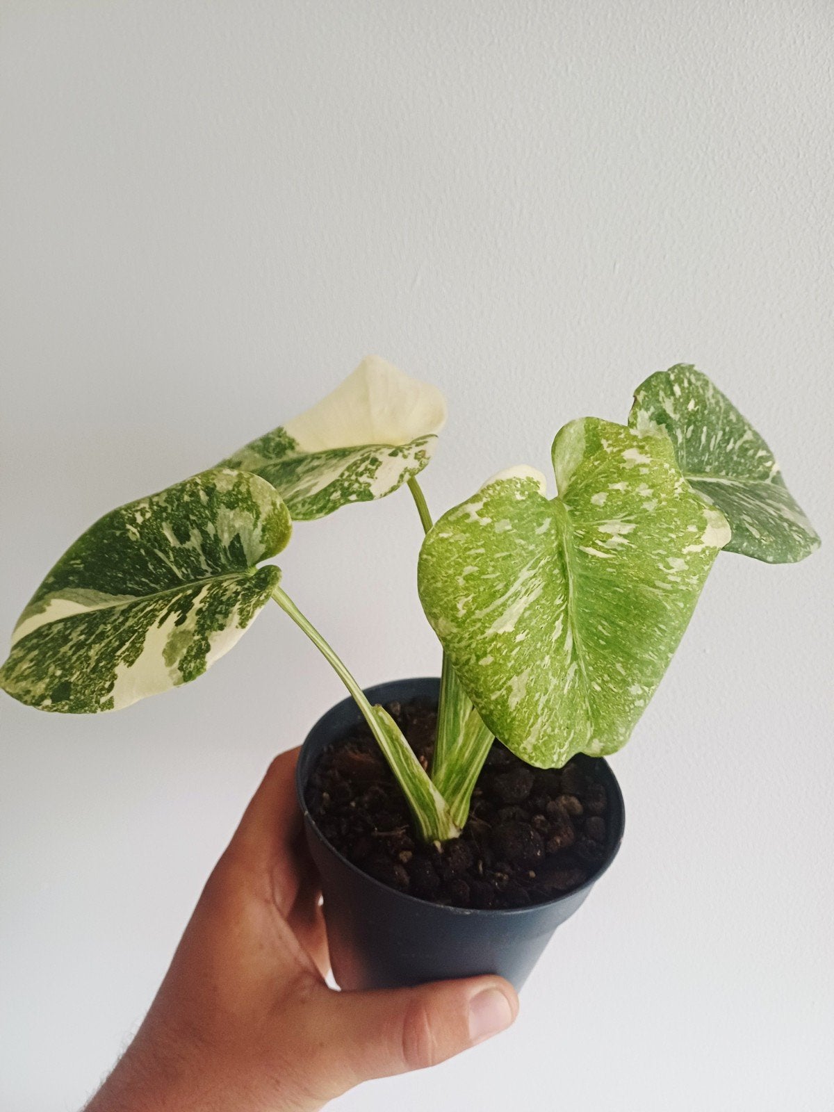Monstera Green Snow, Overige soorten, In pot, Minder dan 100 cm, Groene kamerplant