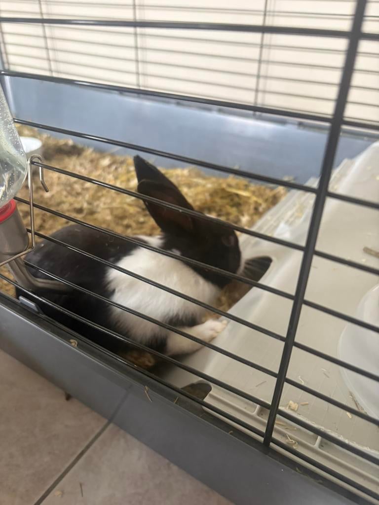 Konijntje, Dieren en Toebehoren, Konijnen, Vrouwelijk, Klein, 0 tot 2 jaar