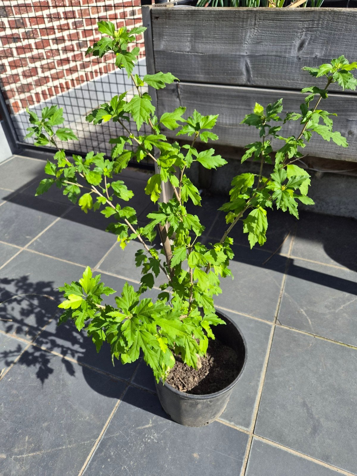 Hibiscus plant in pot, Tuin en Terras, Ophalen, Overige soorten, Struik, Minder dan 100 cm