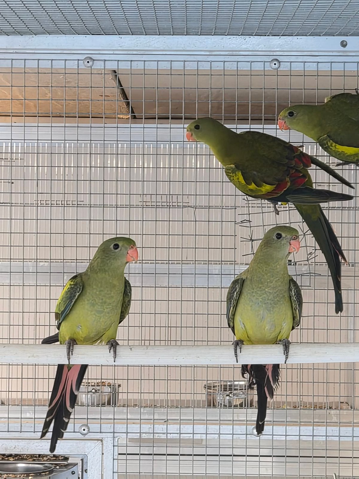 Bergparkieten 6 stuks, Dieren en Toebehoren, Vogels | Parkieten en Papegaaien
