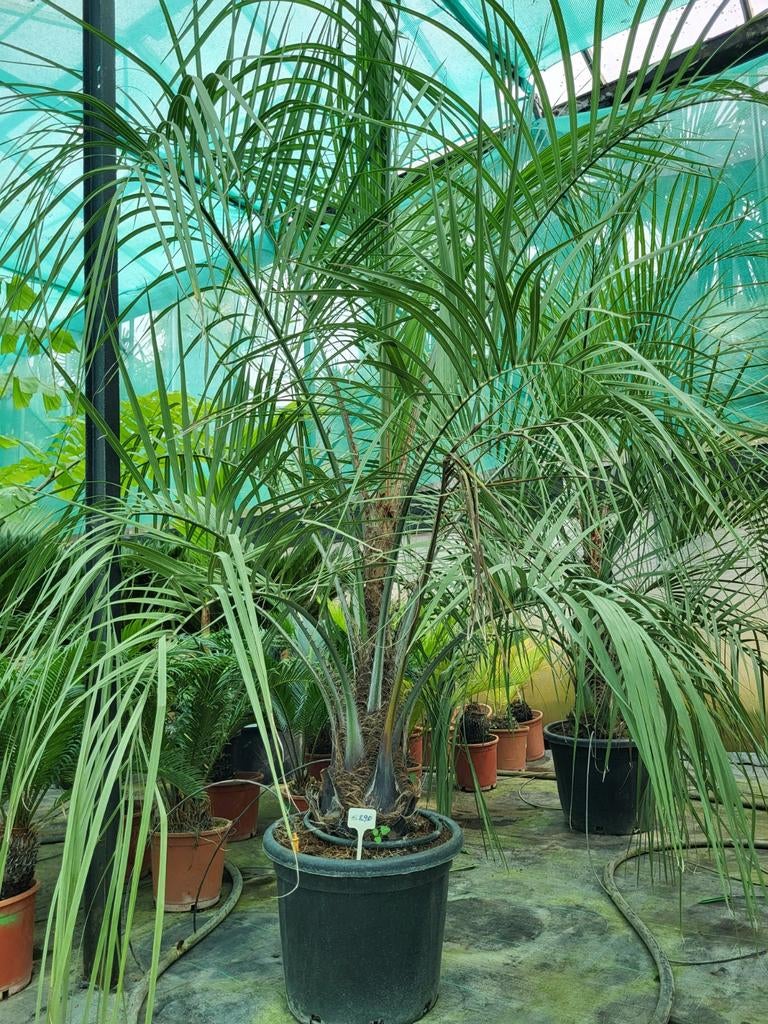 Butia capitata, stam 30cm, totaal 1m50, Ophalen