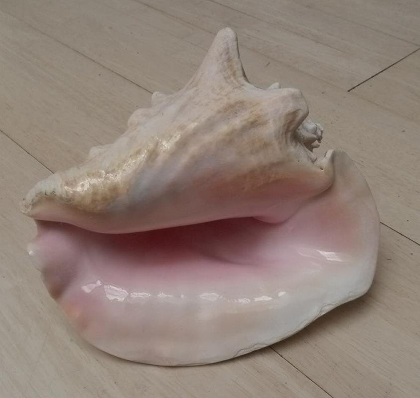 decoratieve schelp, Verzamelen, Ophalen of Verzenden