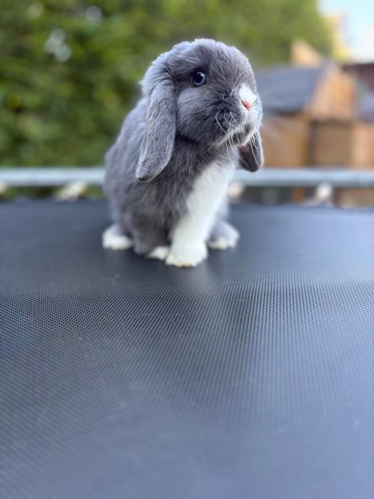 Minilop ram, Mannelijk, Klein, Hangoor, 0 tot 2 jaar