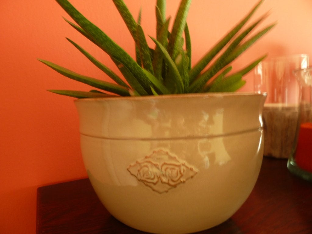 Vetplant in mooie pot, Maison & Meubles, Plantes d'intérieur, Plante succulente, En pot, Moins de 100 cm, Enlèvement