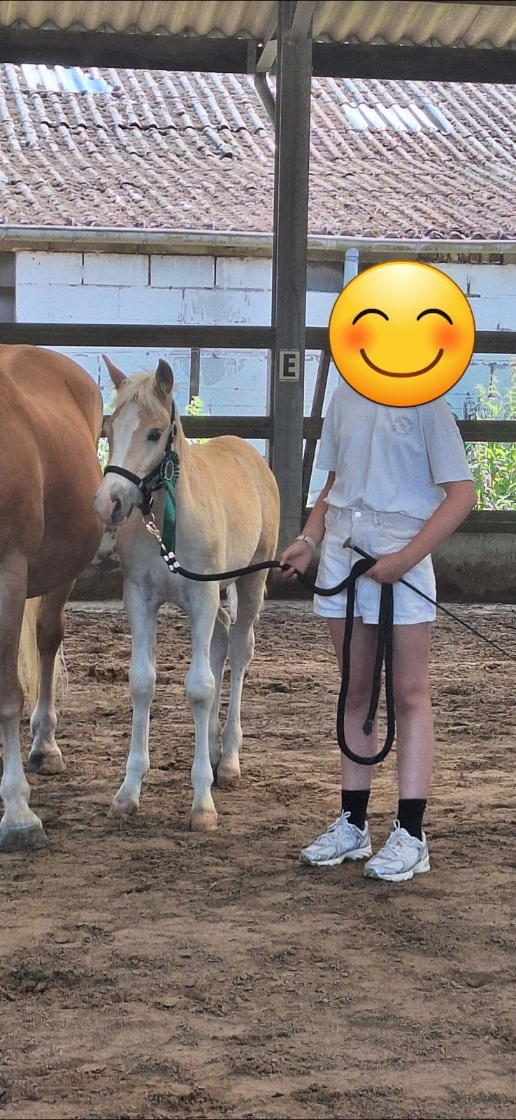 Haflinger merrie veulen, Merrie, Minder dan 160 cm, Met stamboom, 0 tot 2 jaar