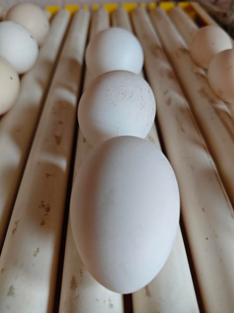 Witte leghorn broedeieren, Enlèvement