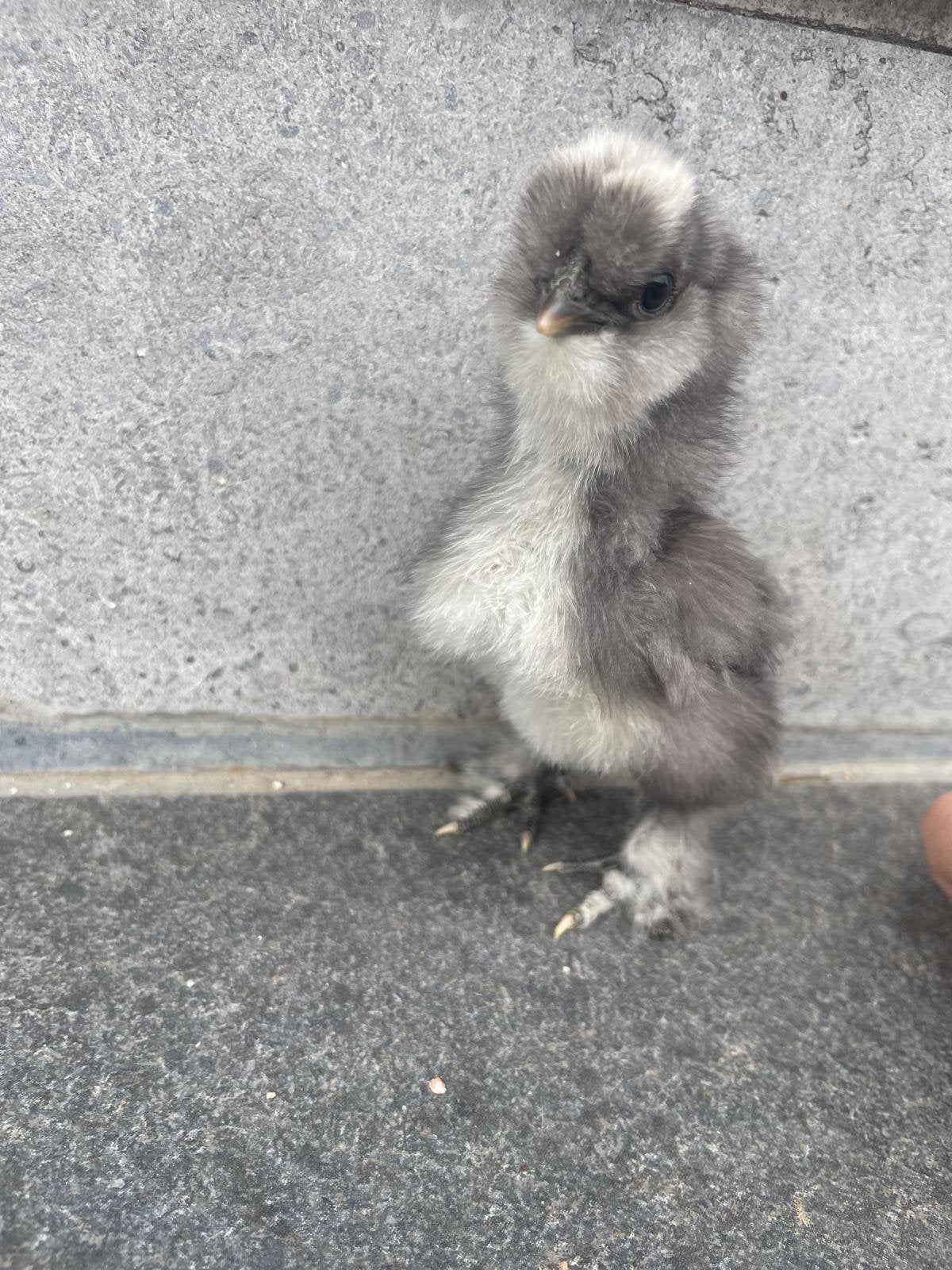 Zijdehoentjes te koop, Dieren en Toebehoren, Pluimvee