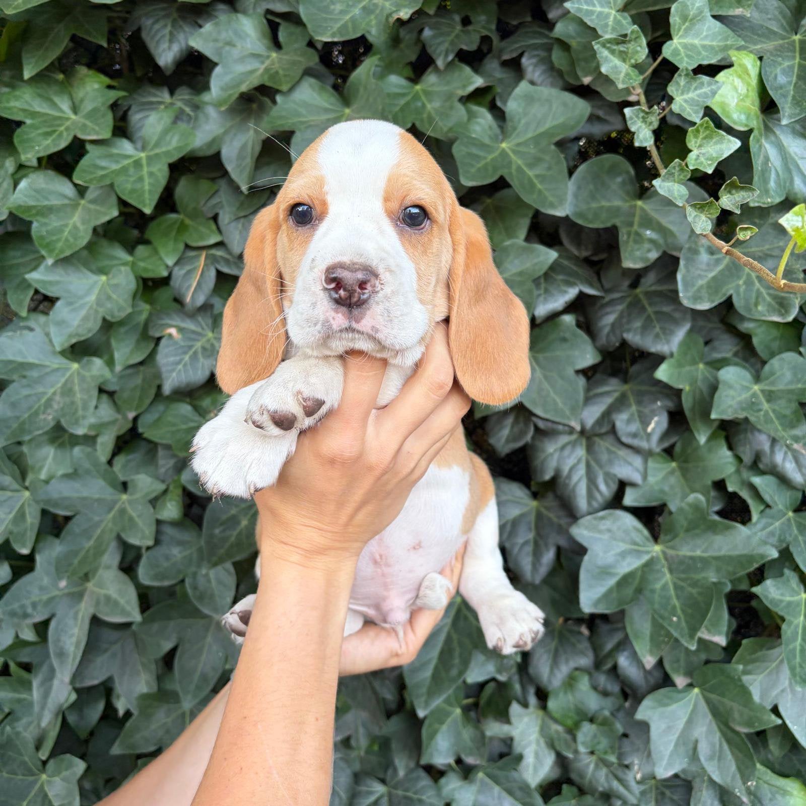 Lieve, speelse Beagle pups, België, Beagle, 8 tot 15 weken, Meerdere