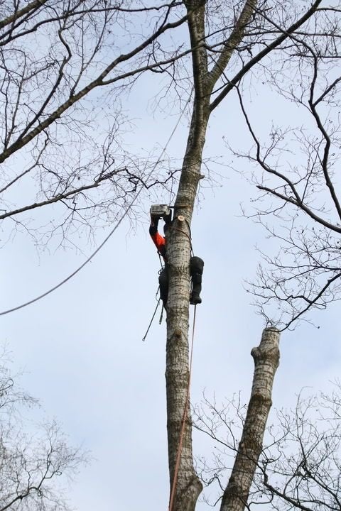 goedkoop vellen van gevaarlijke bomen ,  klimwerk, Enlèvement
