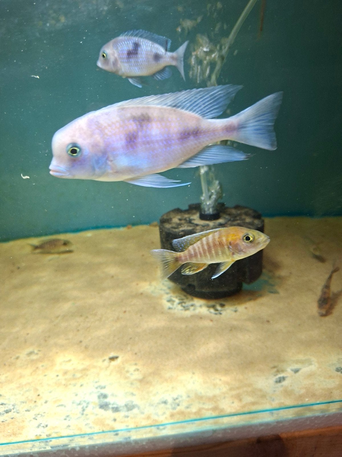 cichlides malawi cyctocara moori