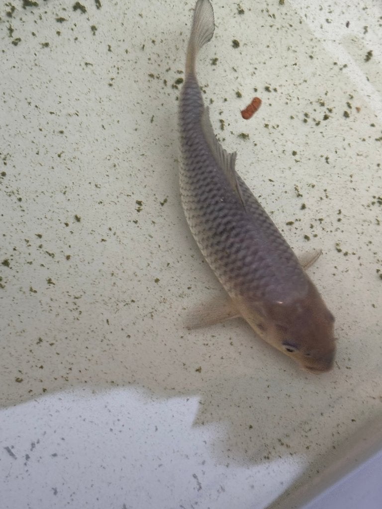 Koi - Soragoi/Ochiba - 19 cm, Dieren en Toebehoren, Karper of Koi