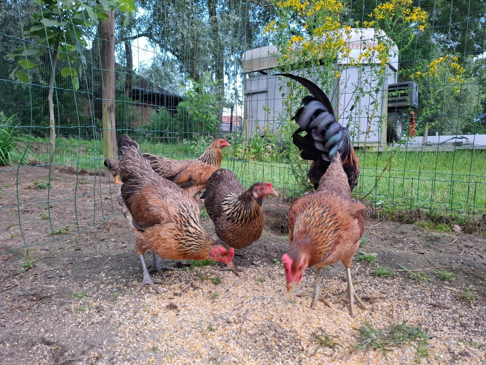 Krielkippen, Dieren en Toebehoren, Pluimvee