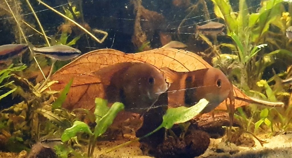 aquariumvissen, Dieren en Toebehoren, Vissen | Aquariumvissen, Vis, Zoetwatervis