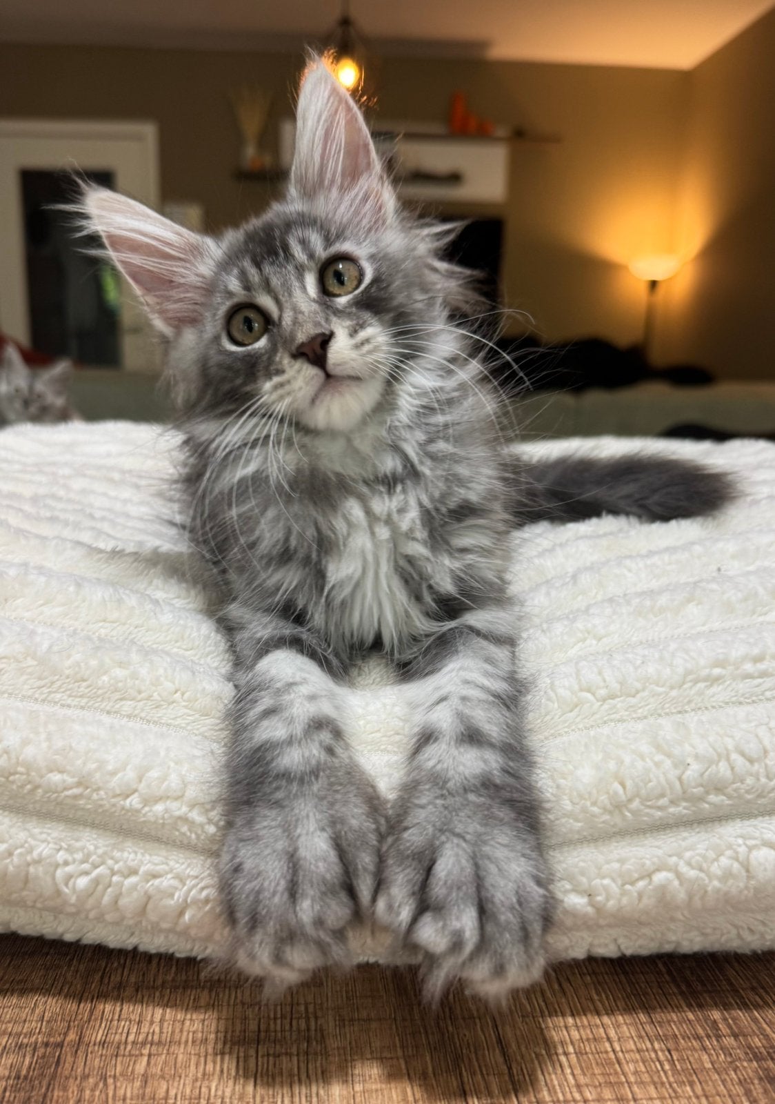 Elegant Polydactyl Black Silver Tabby meisje, Dieren en Toebehoren, Katten en Kittens | Raskatten | Langhaar, Poes, Met stamboom