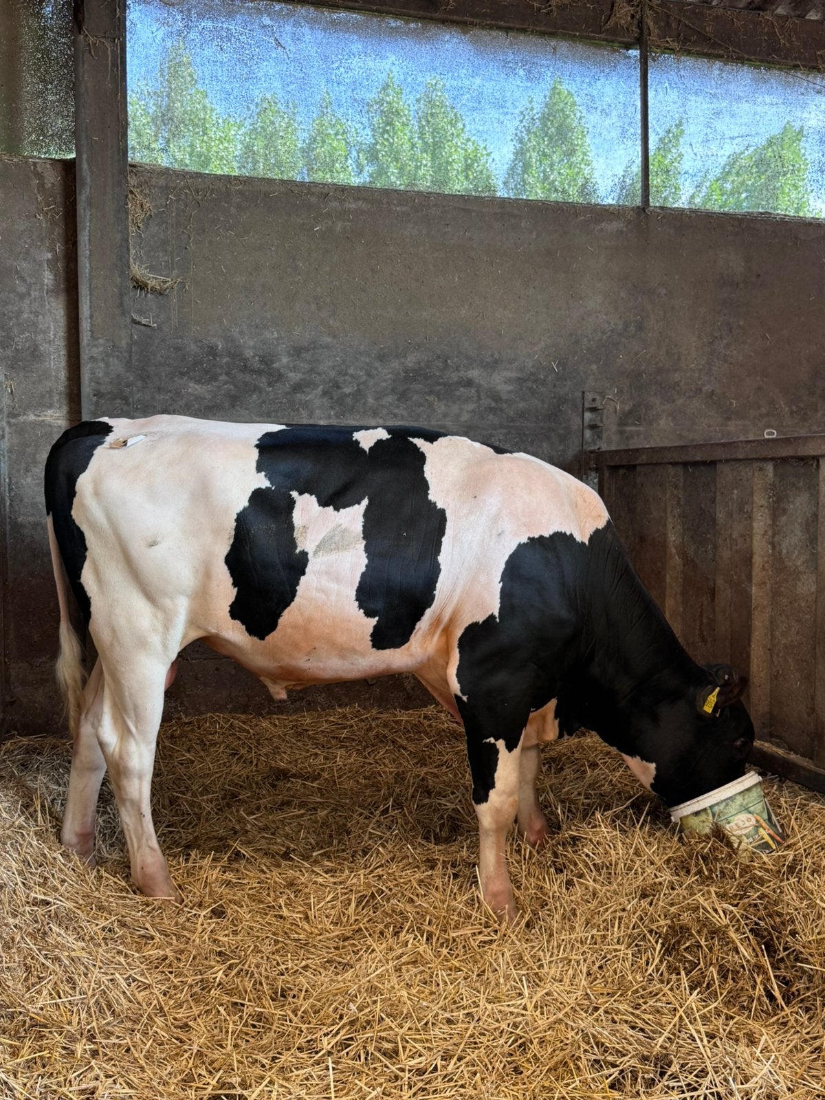 Erg Luxueze, genoomgeteste stier  +115 kgv, Dieren en Toebehoren, Runderen, Mannelijk, 0 tot 2 jaar
