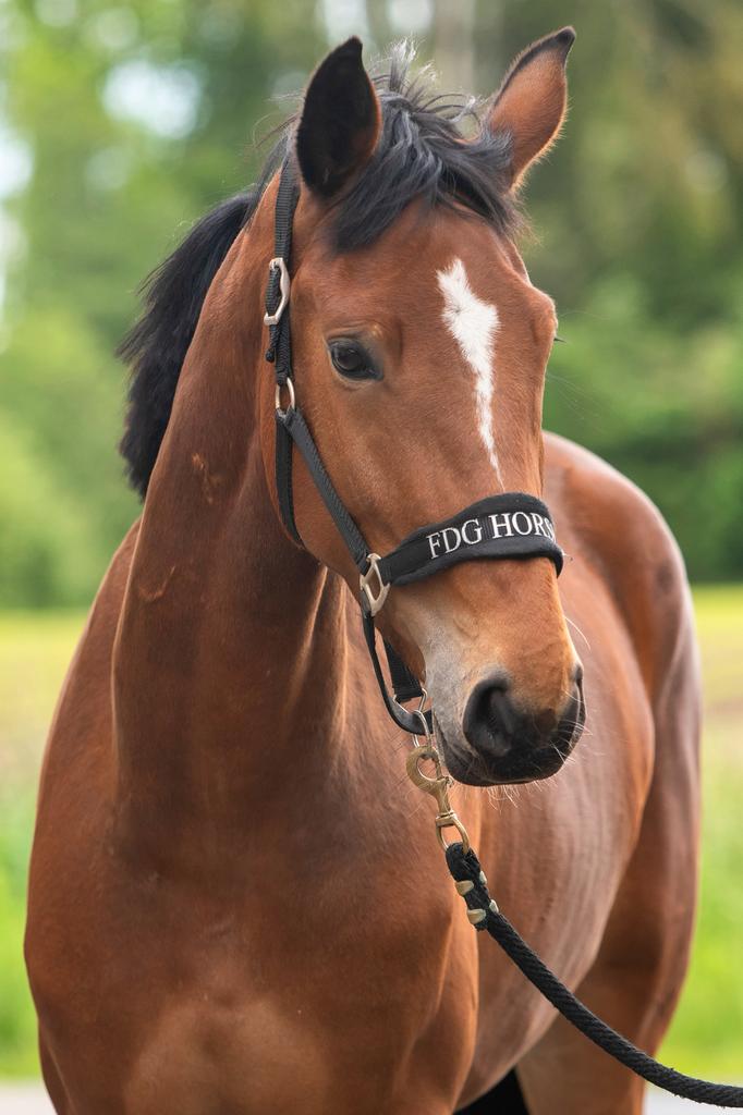 4-jarige springmerrie, Merrie, Springpaard, Met stamboom, B