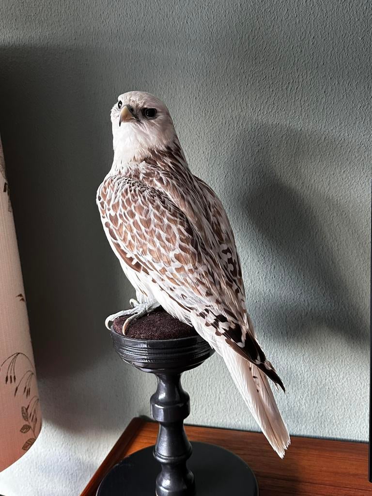 Taxidermie Giervalk., Enlèvement ou Envoi