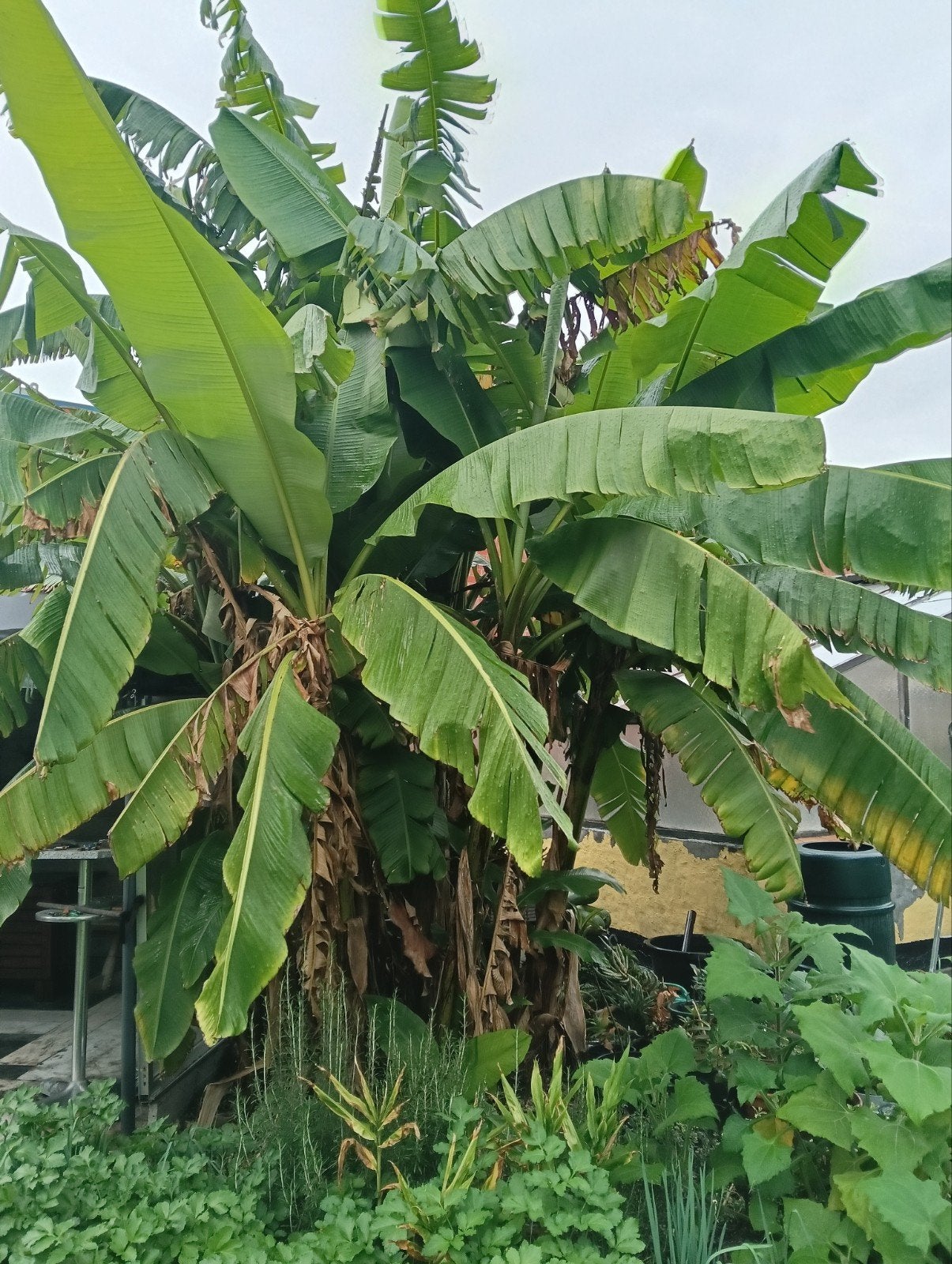 doorlevende banaan, Tuin en Terras, Ophalen of Verzenden