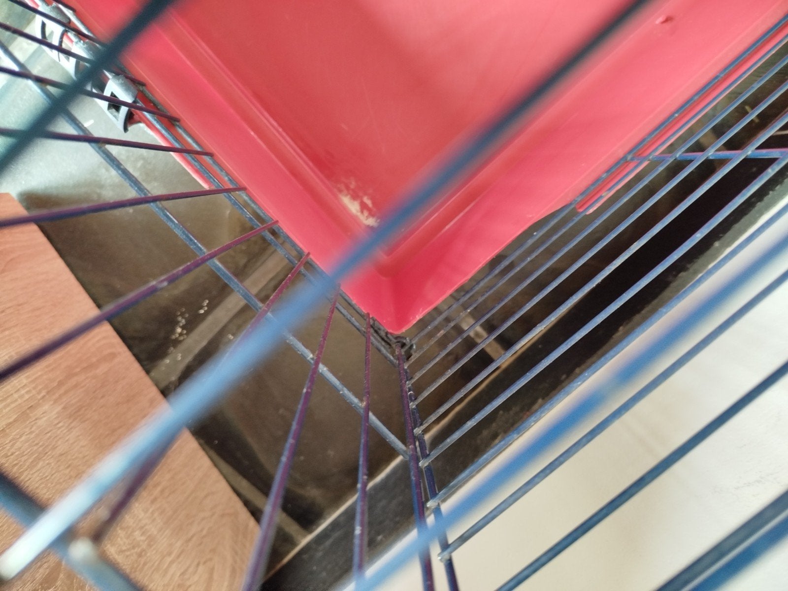 cavia hok, Ophalen