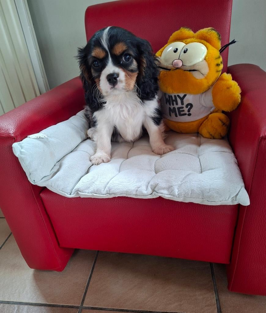 Superbes chiots Cavalier King Charles de parents testés, Chien (mâle), Belgique, Plusieurs, Éleveur | Loisir