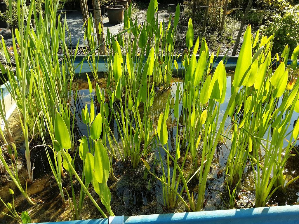 vijverplanten   halfe prijs    waterlelie  in 30 literpot, Tuin en Terras, Vijvers, Nieuw, Ophalen