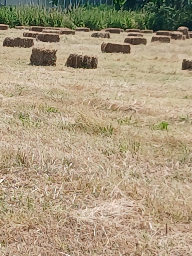 Kleine pakjes hooi, Dieren en Toebehoren, Dierenvoeding, Ophalen, Vee