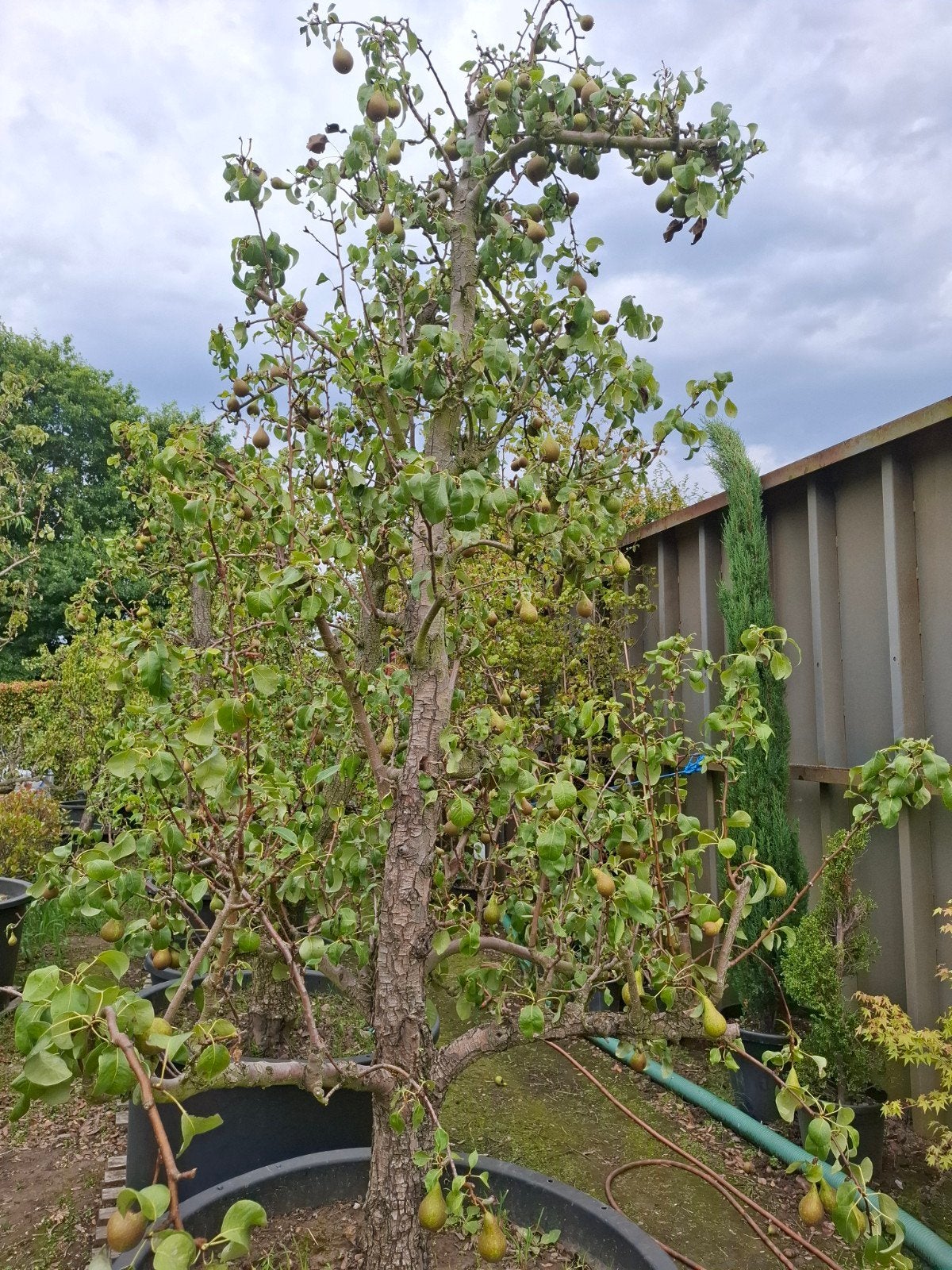 perenboom, Tuin en Terras, Ophalen