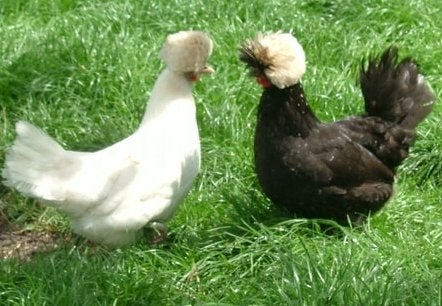 Handtamme padua & hollandse witkuif 4+1 GRATIS, Vrouwelijk, Kip
