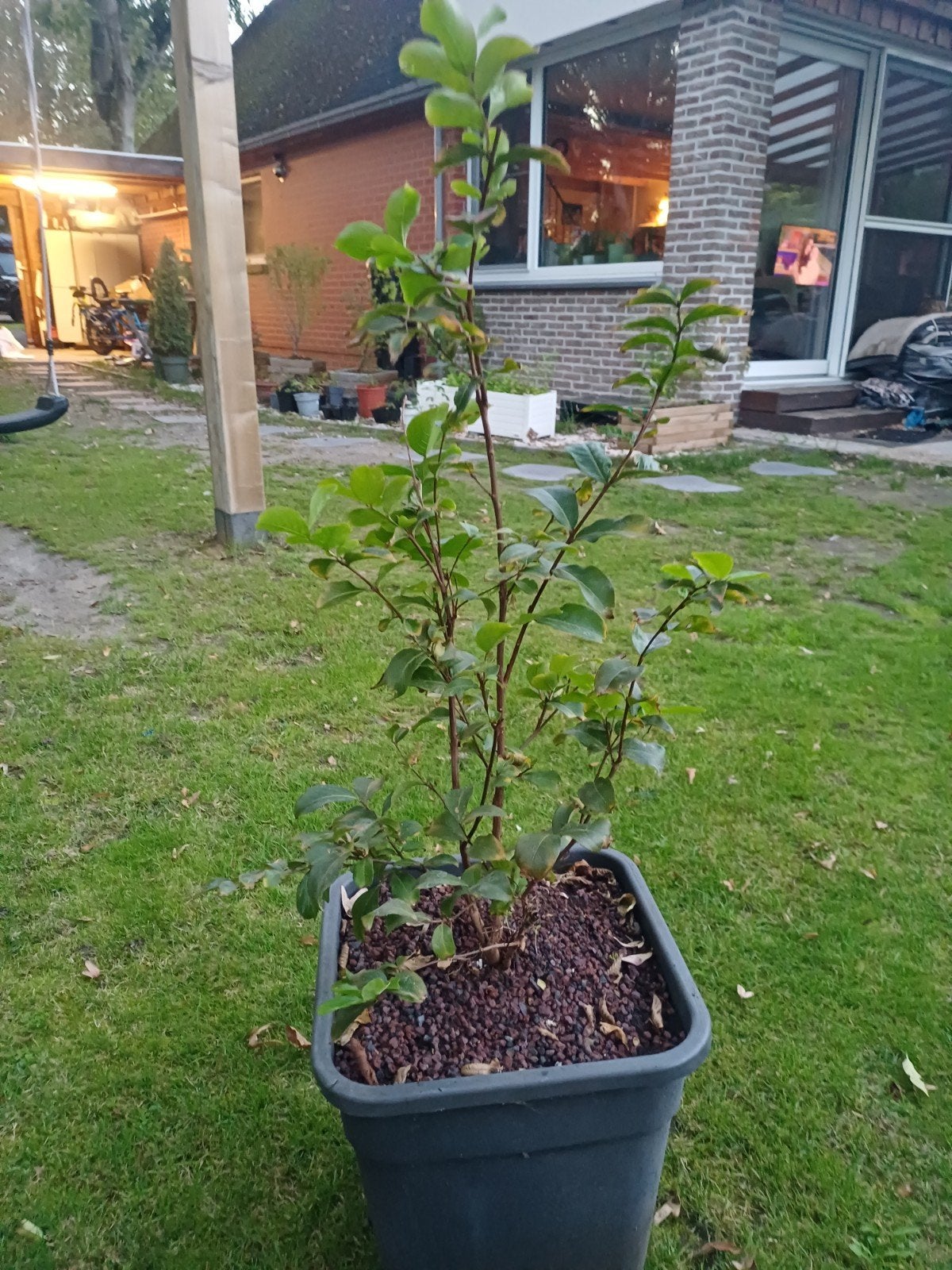 1 lagerstroemia met roze bloemen, Tuin en Terras, Ophalen