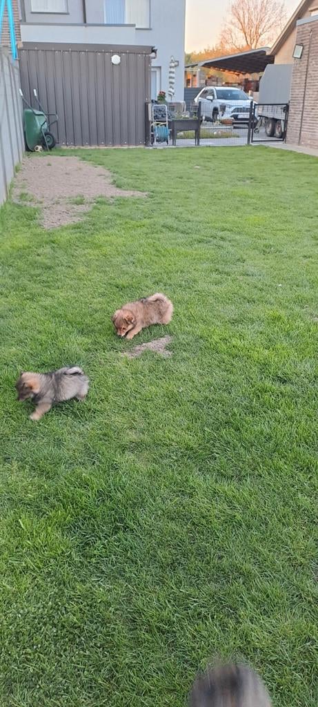 Dwergkeesjes, Parvo, België, Keeshond, 8 tot 15 weken