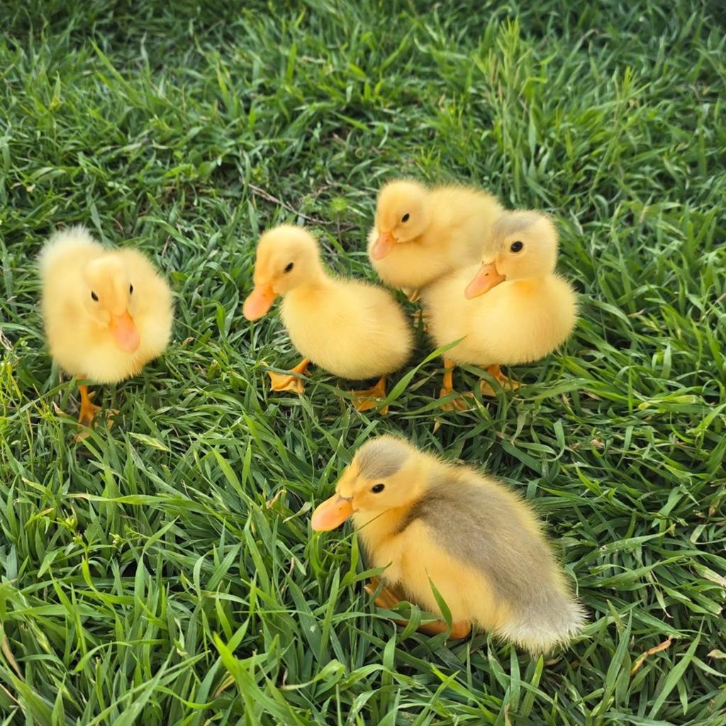 Kuikens loopeenden, Animaux & Accessoires, Plusieurs animaux, Canard