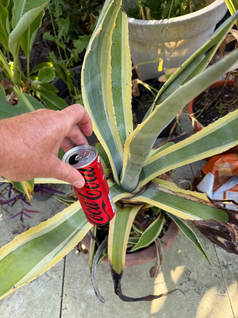Yucca, Ophalen, Vaste plant, Overige soorten