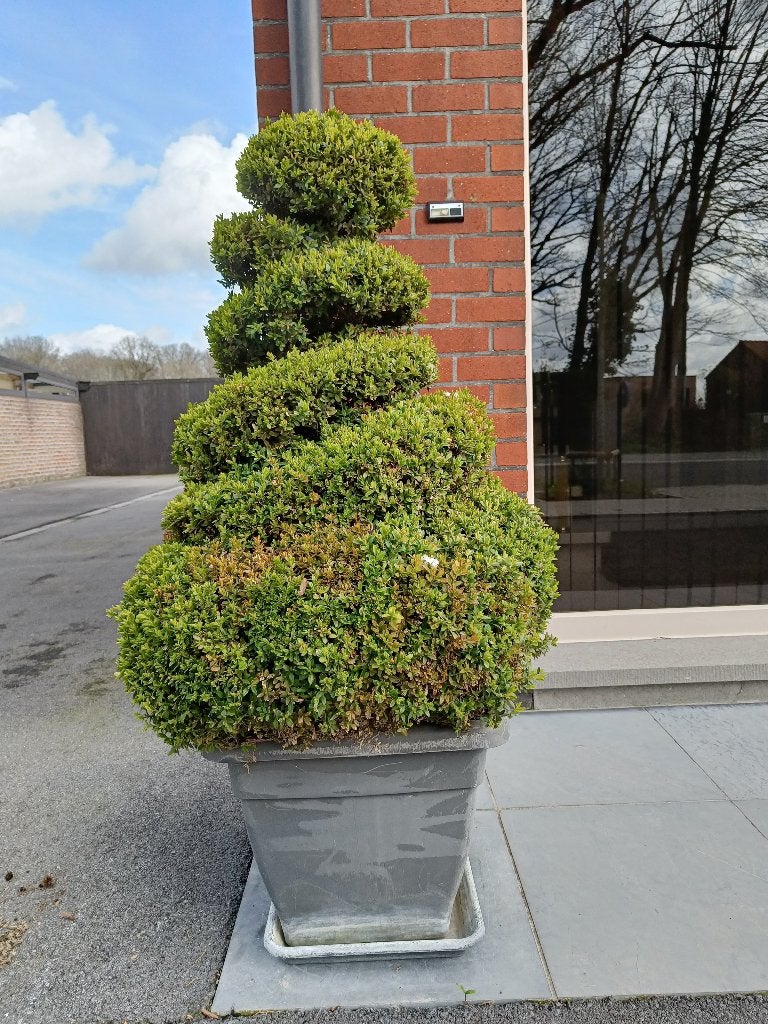 Buxussen in sierpot, Ophalen, Buxus, Struik, 100 tot 250 cm