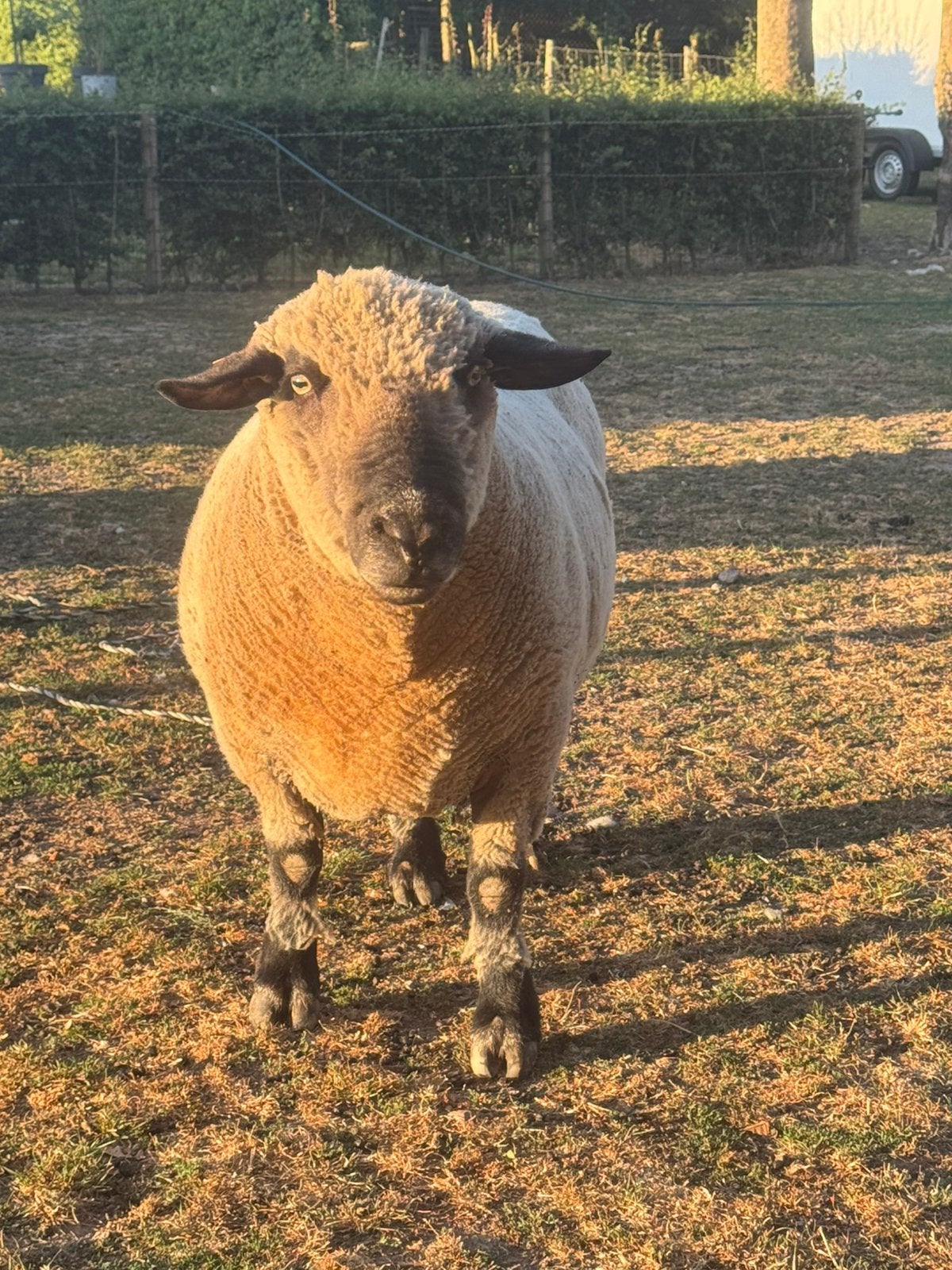 Zuivere hampshire down ram, Dieren en Toebehoren, Mannelijk, Schaap, 3 tot 5 jaar
