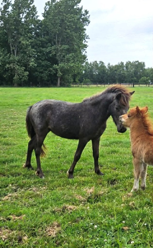 Mini-appaloosamerrie met stamboom, Poney de récréation, Poney A (jusqu'à 1.17 m), 0 à 2 ans, Non dressé