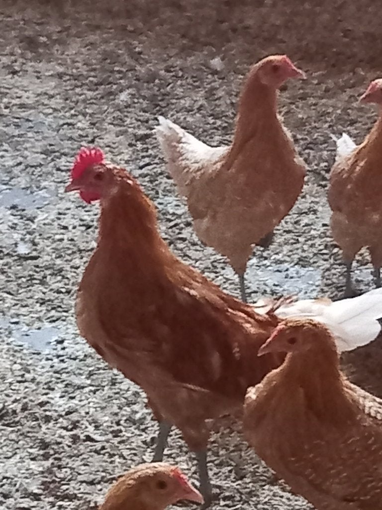 Haantjes Friese Leghorn (zeldzaam), Dieren en Toebehoren, Mannelijk, Kip
