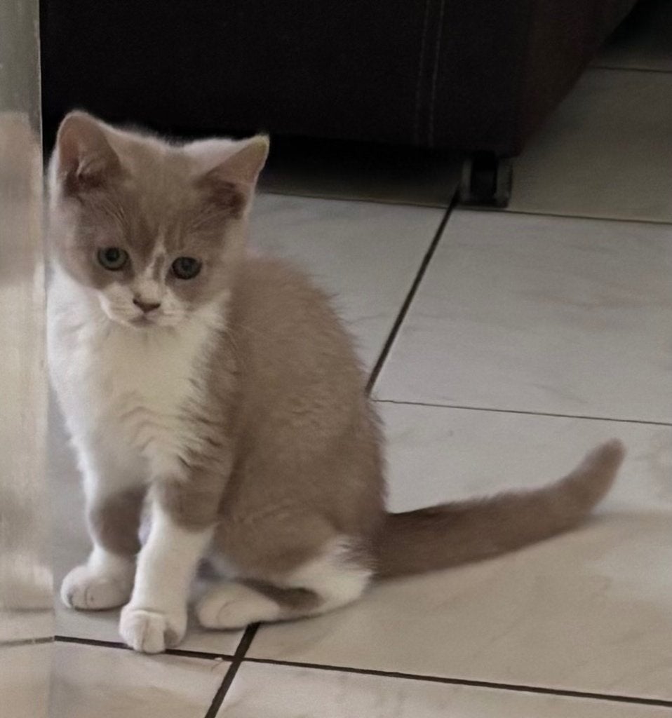 Brits korthaar, Animaux & Accessoires, Chats & Chatons | Chats de race | Poil ras, Plusieurs animaux, 0 à 2 ans, Avec puce électronique