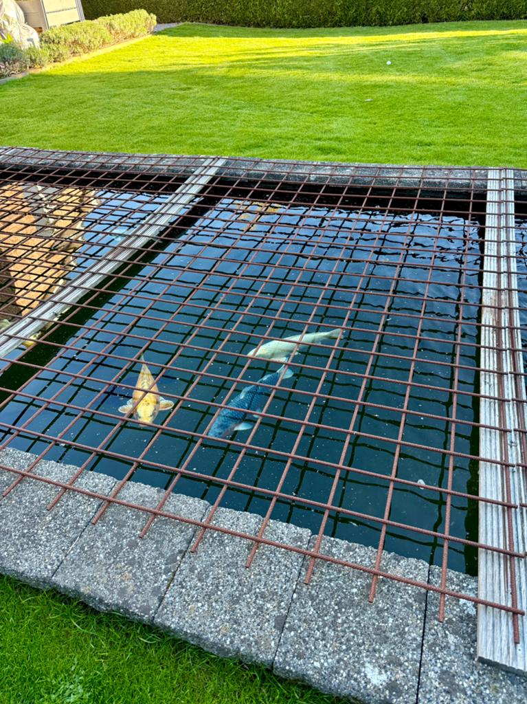 Japanse koï vissen, Dieren en Toebehoren, Karper of Koi