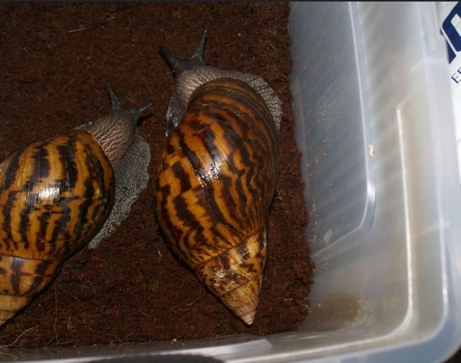 Nakweek ghanese tijgerslak, Dieren en Toebehoren