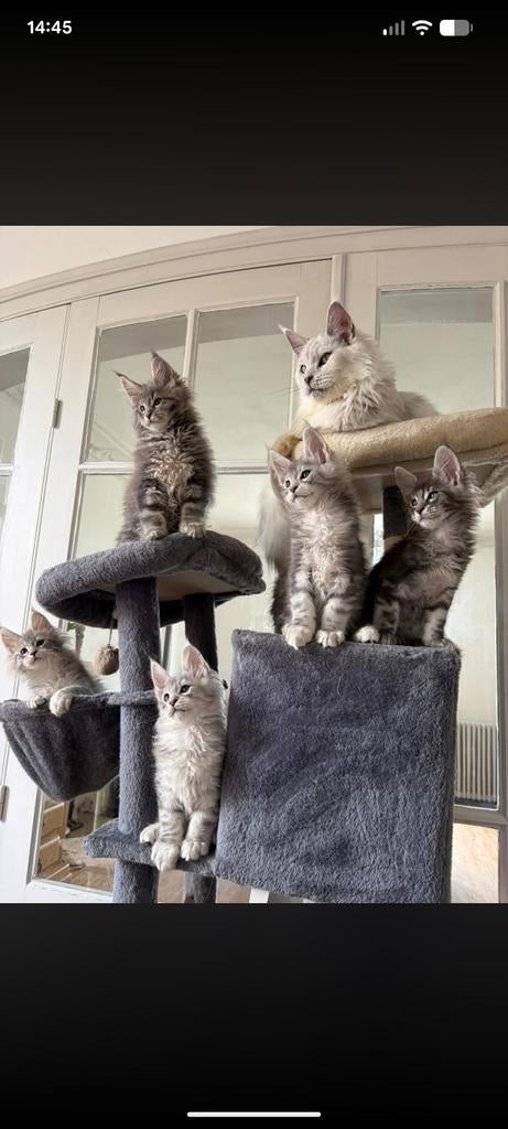 Maine coon, 0 à 2 ans