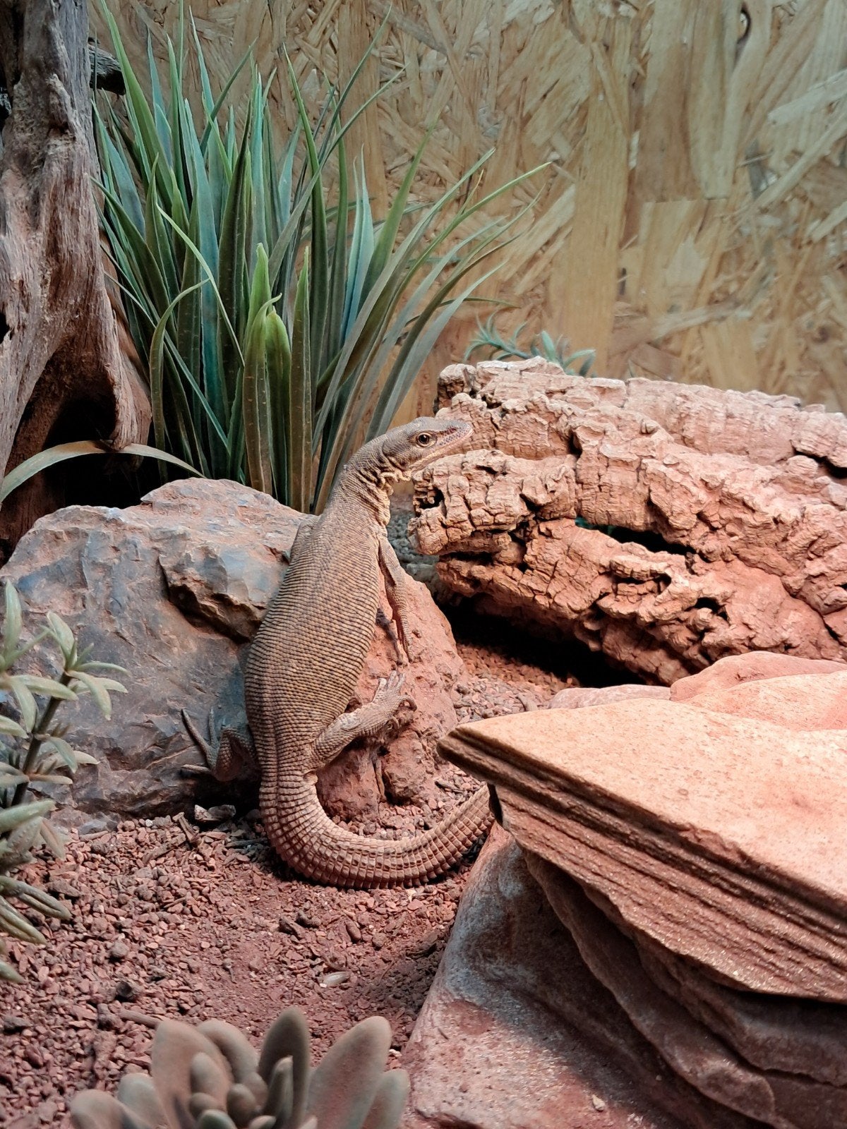 Varanus storri, dwergvaraan