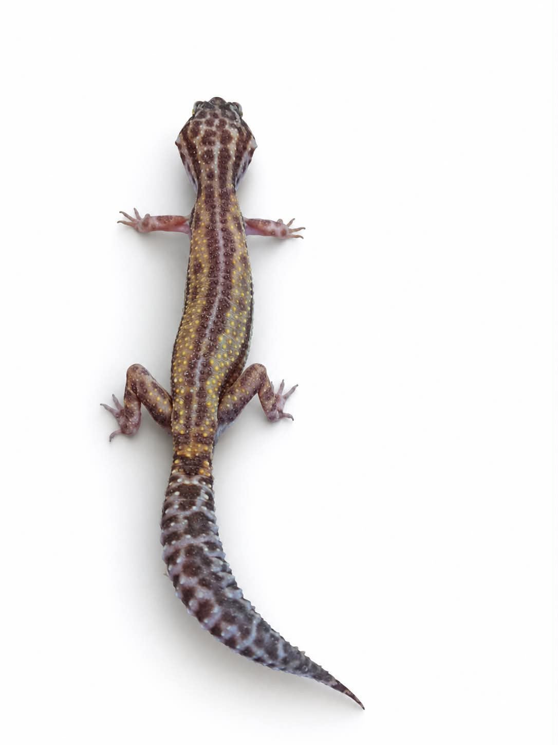 Geckos léopard, Animaux & Accessoires, Reptiles & Amphibiens | Accessoires, Enlèvement, Neuf