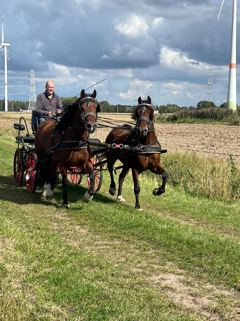 ponny, Merrie, Met stamboom, 3 tot 6 jaar, Tuigpony